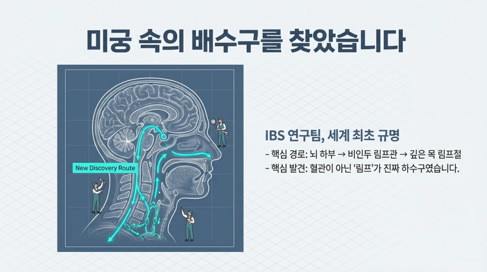 뇌 속 림프 배수 경로를 보여주는 단면 그림과 함께 새로운 발견 경로를 설명하는 연구 결과 이미지.