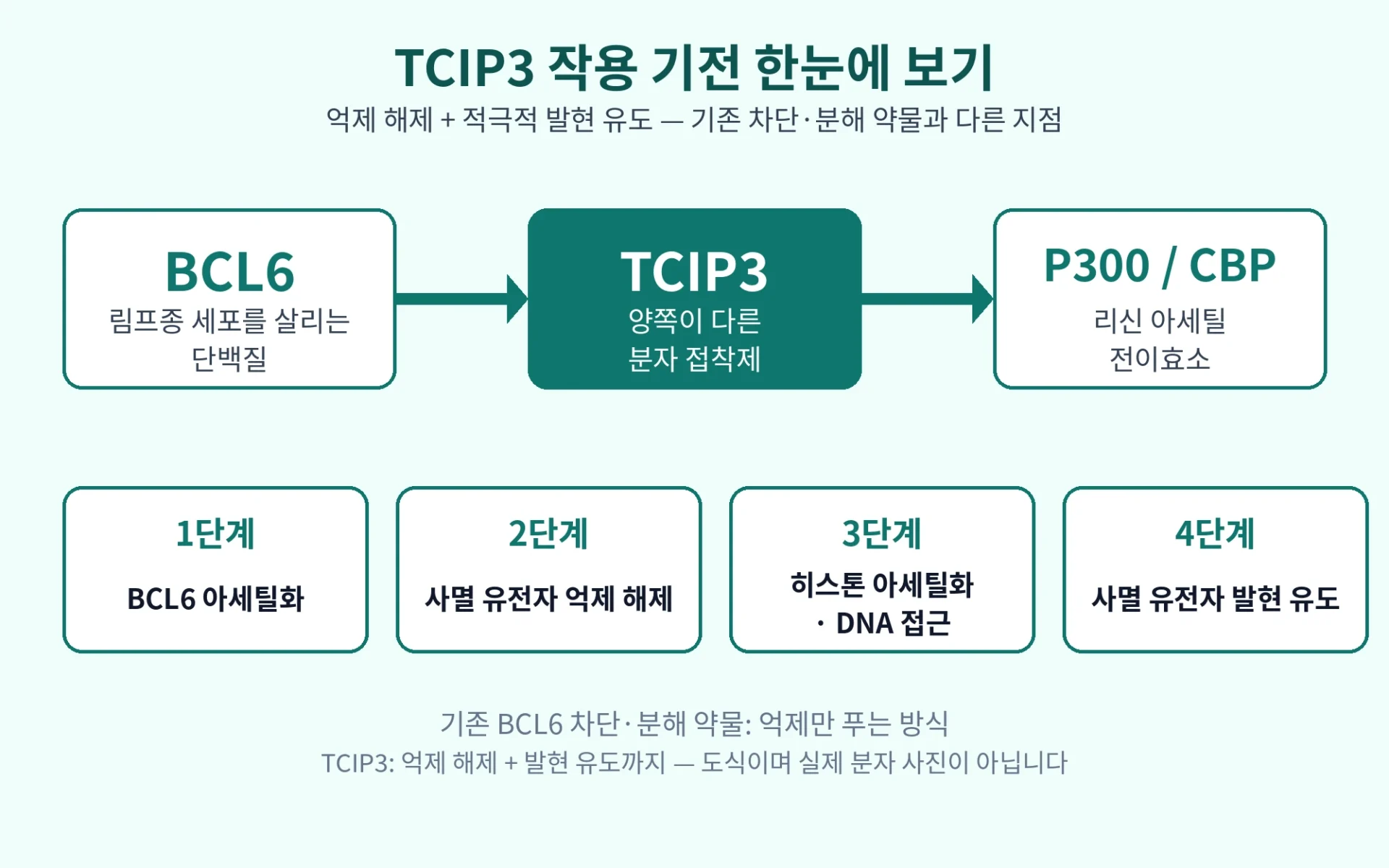TCIP3 림프종 기전 도해: BCL6과 P300·CBP를 TCIP3가 연결해 사멸 유전자 억제 해제와 발현 유도를 만드는 4단계